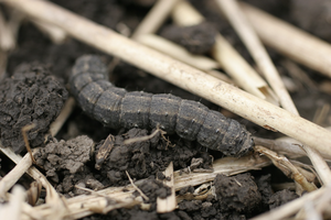Black cutworm (BCW) is a migratory pest that can emerge in corn crops each year.
